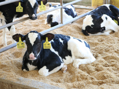 现代牧业获《农场动物福利产品》认证，三只小牛带来幸福奶味